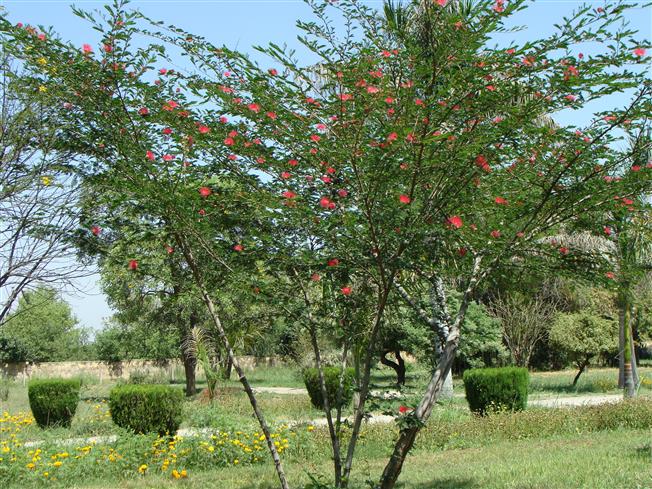 Calliandra haematocephala